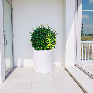 Ehretia Microphylla – Fukien Tea Tree – Ehretia Ball Shape 2