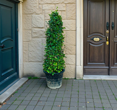 Ehretia Microphylla – Ehretia Cone Shape – Fukien Tea 1