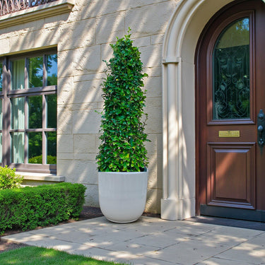 Ehretia Microphylla – Ehretia Cone Shape – Fukien Tea 2