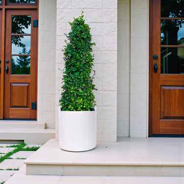 Ehretia Microphylla – Ehretia Cone Shape – Fukien Tea 3