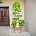 Ficus Bonsai - Microcarpa - S Shaped- 1.5-2.0 m 1