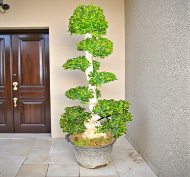 Ficus Bonsai - Microcarpa - S Shaped- 1.5-2.0 m 1