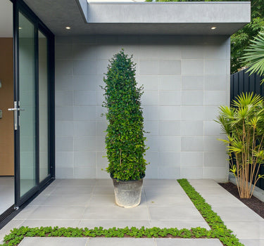 Ehretia Microphylla – Ehretia Cone Shape – Fukien Tea 4