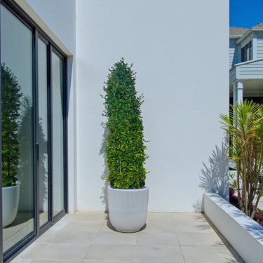 Ehretia Microphylla – Ehretia Cone Shape – Fukien Tea 5
