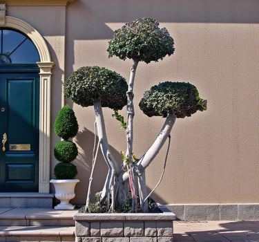 Ficus Microcarpa Bonsai – Three head 2