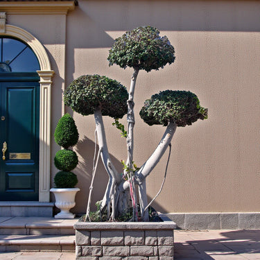 Ficus Microcarpa Bonsai – Three head 2