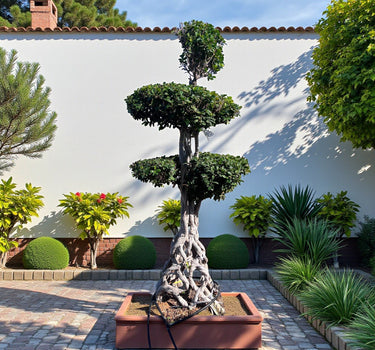 Ficus Macro Bonsai Netted 2