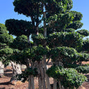 Macro Ficus Bonsai – 3.5 meters 2