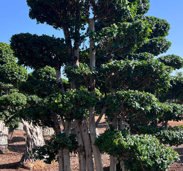 Macro Ficus Bonsai – 3.5 meters 2