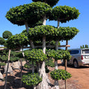 Ficus Panda Multi Head/Root 2