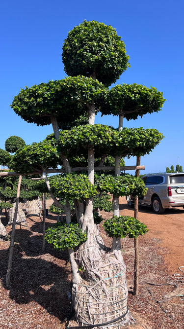 Ficus Panda Multi Head/Root 2
