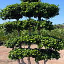 Ficus Bonsai Shaped 2-2.5m 2