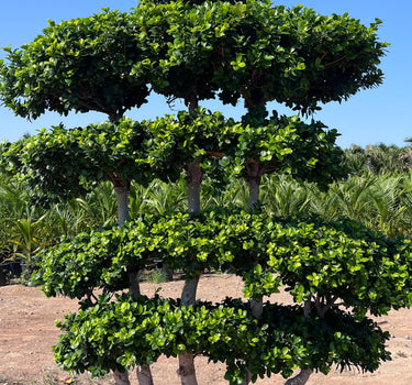 Ficus Bonsai Shaped 2-2.5m 2