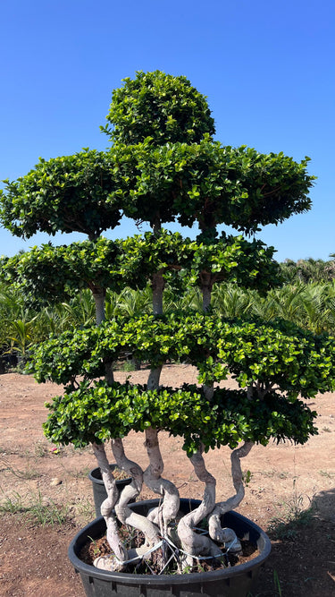 Ficus Bonsai Shaped 2-2.5m 2