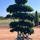 Ficus Bonsai Tree 2.5-3.0 m - Crossed Shape 2