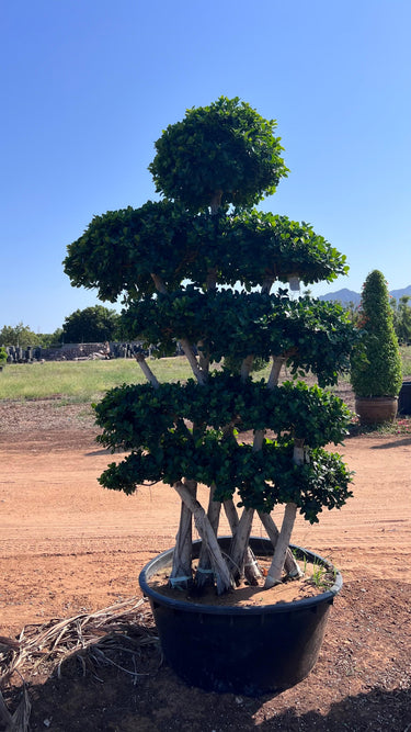 Ficus Bonsai Tree 2.5-3.0 m - Crossed Shape 2