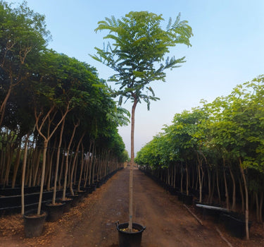 Cassia Javanica 1
