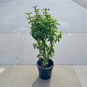 Guava Tree - Psidium Guajava 2