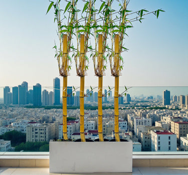 Yellow bamboo, Phyllostachys aurea