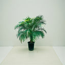 Phoenix roebelenii – Miniature Date Palm 1
