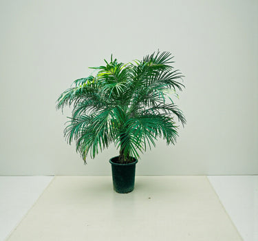Phoenix roebelenii – Miniature Date Palm 1