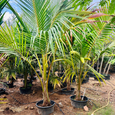 Cocos nucifera – Coconut Palm 10
