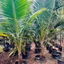 Cocos nucifera – Coconut Palm 9