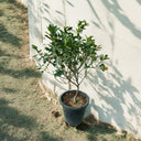 Citrus Mandarin Tree 1