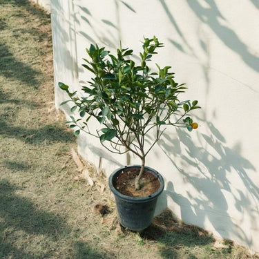 Citrus Mandarin Tree 1