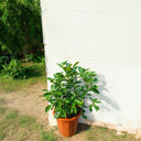 Citrus Mandarin Tree 3