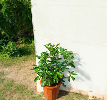 Citrus Mandarin Tree 3