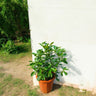 Citrus Mandarin Tree 3