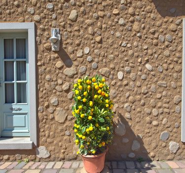 Citrus Mandarin Tree 4