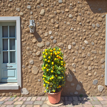 Citrus Mandarin Tree 4