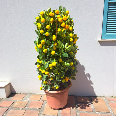 Citrus Mandarin Tree 5