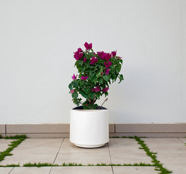 Bougainvillea – Pink Pixie 3