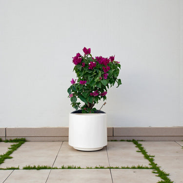 Bougainvillea – Pink Pixie 3