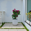 Bougainvillea – Pink Pixie 2