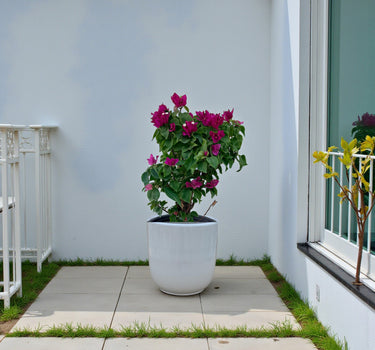 Bougainvillea – Pink Pixie 2