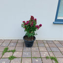 Bougainvillea – Pink Pixie 1