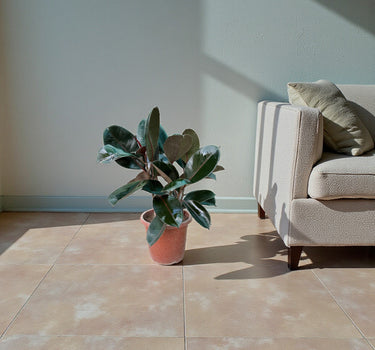 Ficus Elastica – Robusta – India Rubber Tree 3