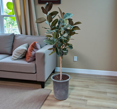 Ficus Elastica – Robusta – India Rubber Tree 4