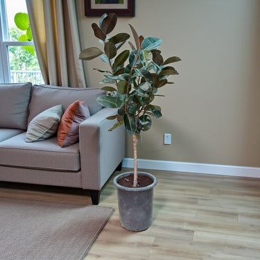 Ficus Elastica – Robusta – India Rubber Tree 4