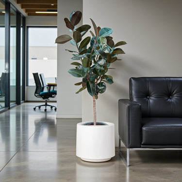 Ficus Elastica – Robusta – India Rubber Tree 6
