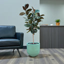 Ficus Elastica – Robusta – India Rubber Tree 5