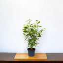 Ficus Benjamina – Starlight – Benjamin Tree 3