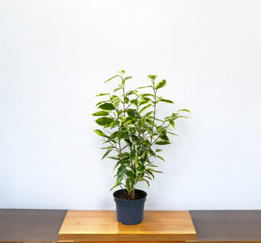 Ficus Benjamina – Starlight – Benjamin Tree 3