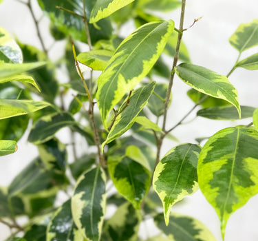 Ficus Benjamina – Starlight – Benjamin Tree 4