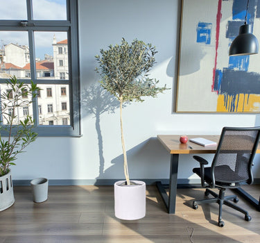 Olive tree 1.5-1.6 cm- Fiber Pot 1