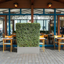 Ehretia Microphylla Hedge Shape 1 m 3